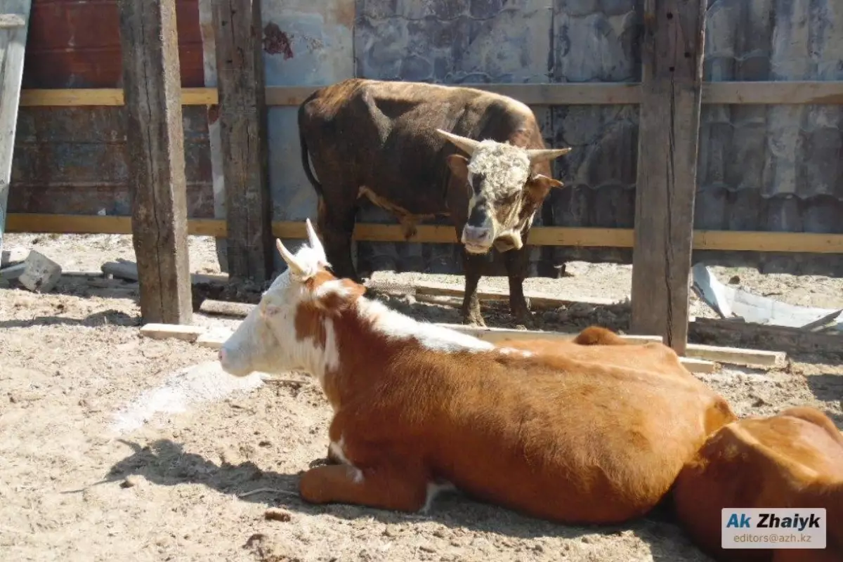 В Кызылкогинском районе зафиксирован случай гибели скота