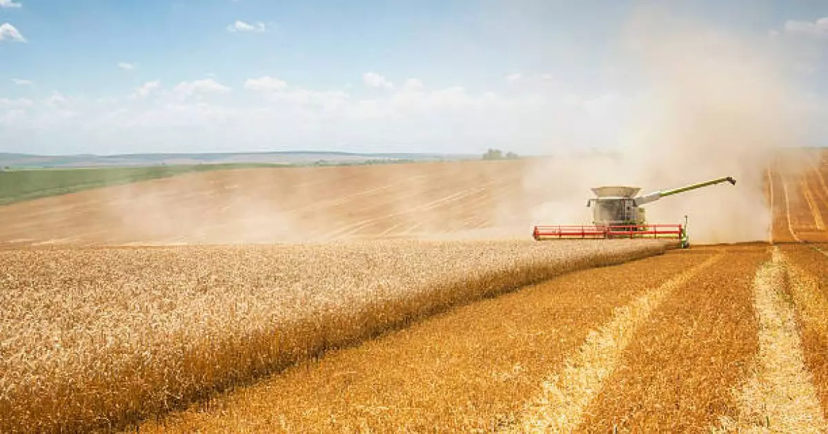  Биыл Ақмола облысы рекордтық мөлшерде астық жинады – Марат Ахметжанов 