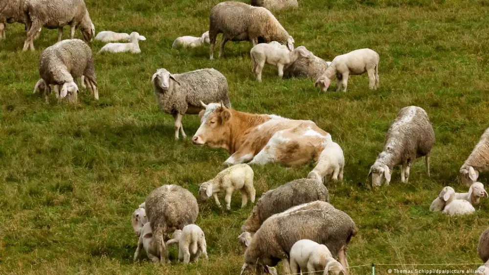 В Германии корова сбежала от мясника и притворилась овцой