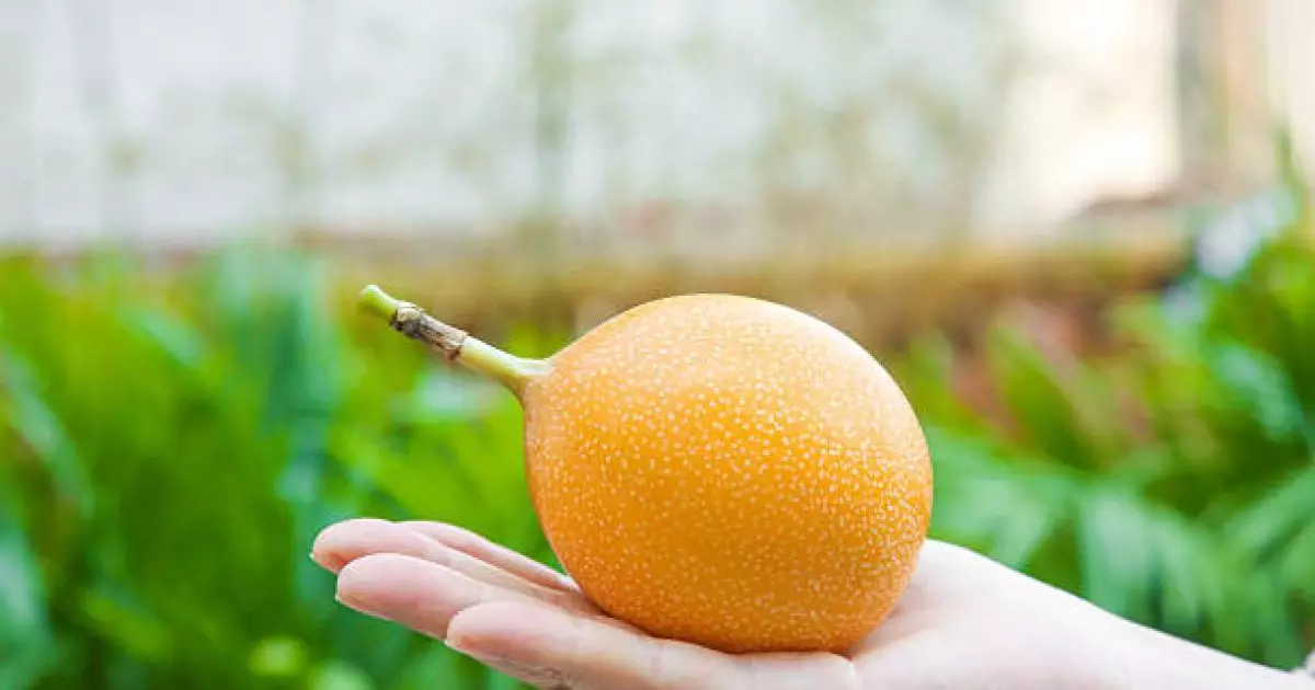  Ғалымдар холестеринді ретке келтіретін жемісті атады 