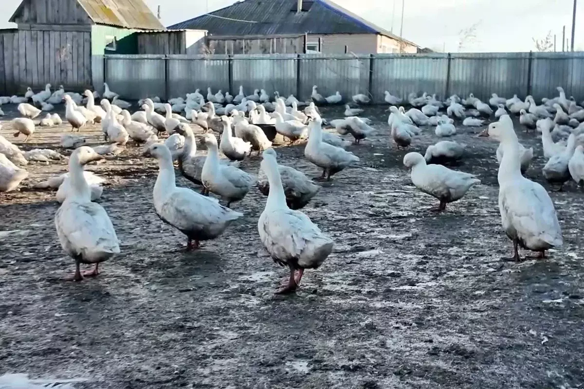 В СКО снова зафиксирован массовый падеж домашней птицы
