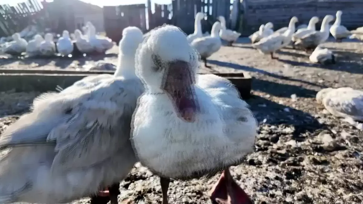 СҚО-да үй құстары тағы да қырылып жатыр