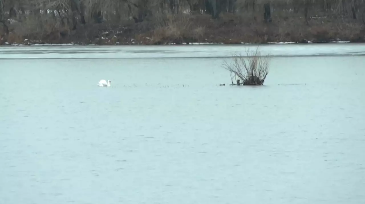 Павлодарда бір топ аққу қыстап қалды