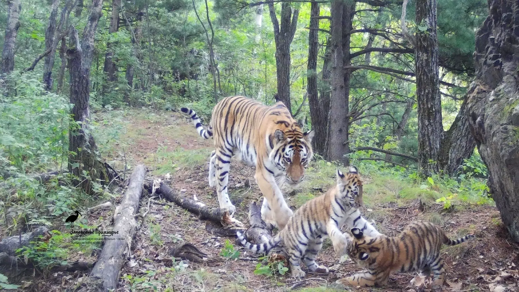 Россия передаст четырех амурских тигров для Казахстана.