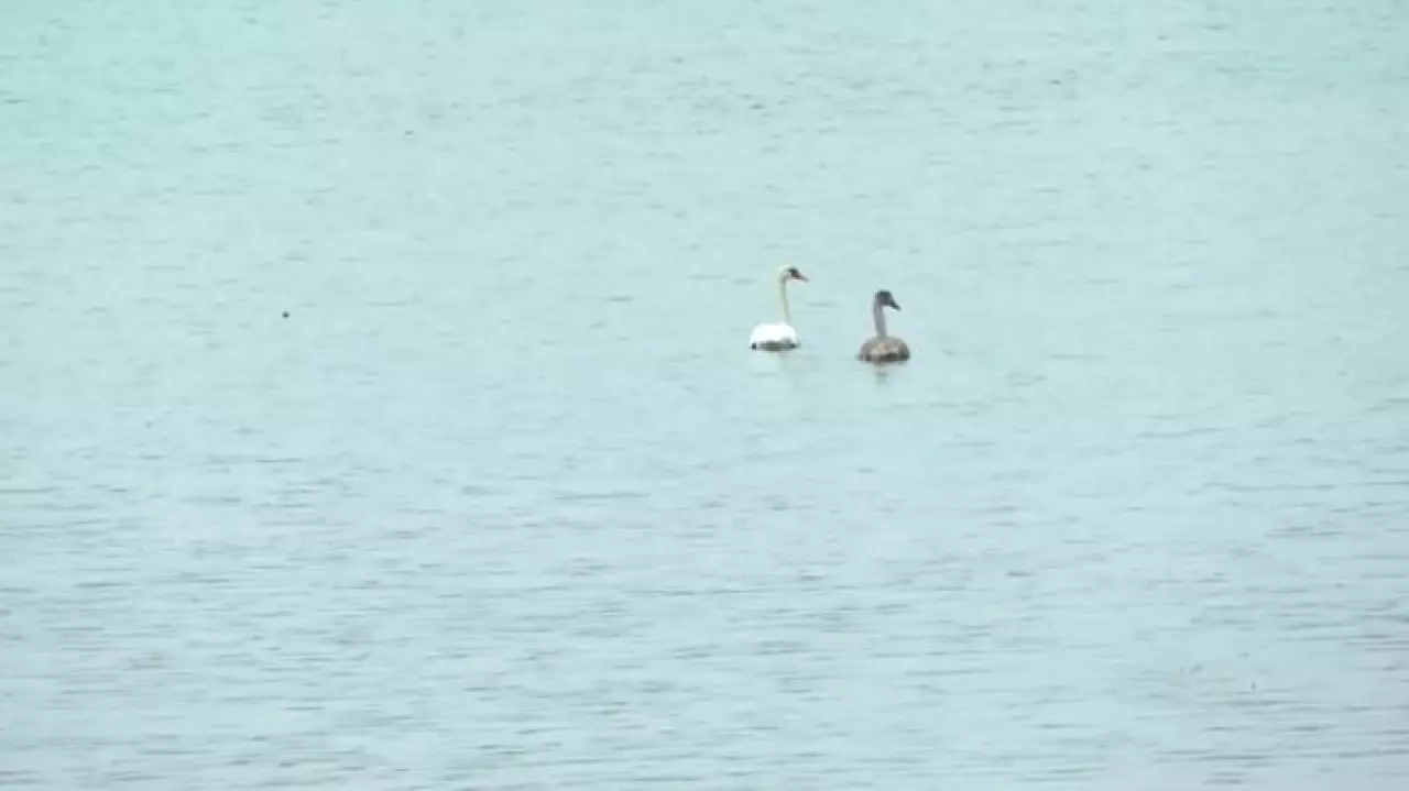 Редкое явление: лебеди решили зимовать в Павлодаре