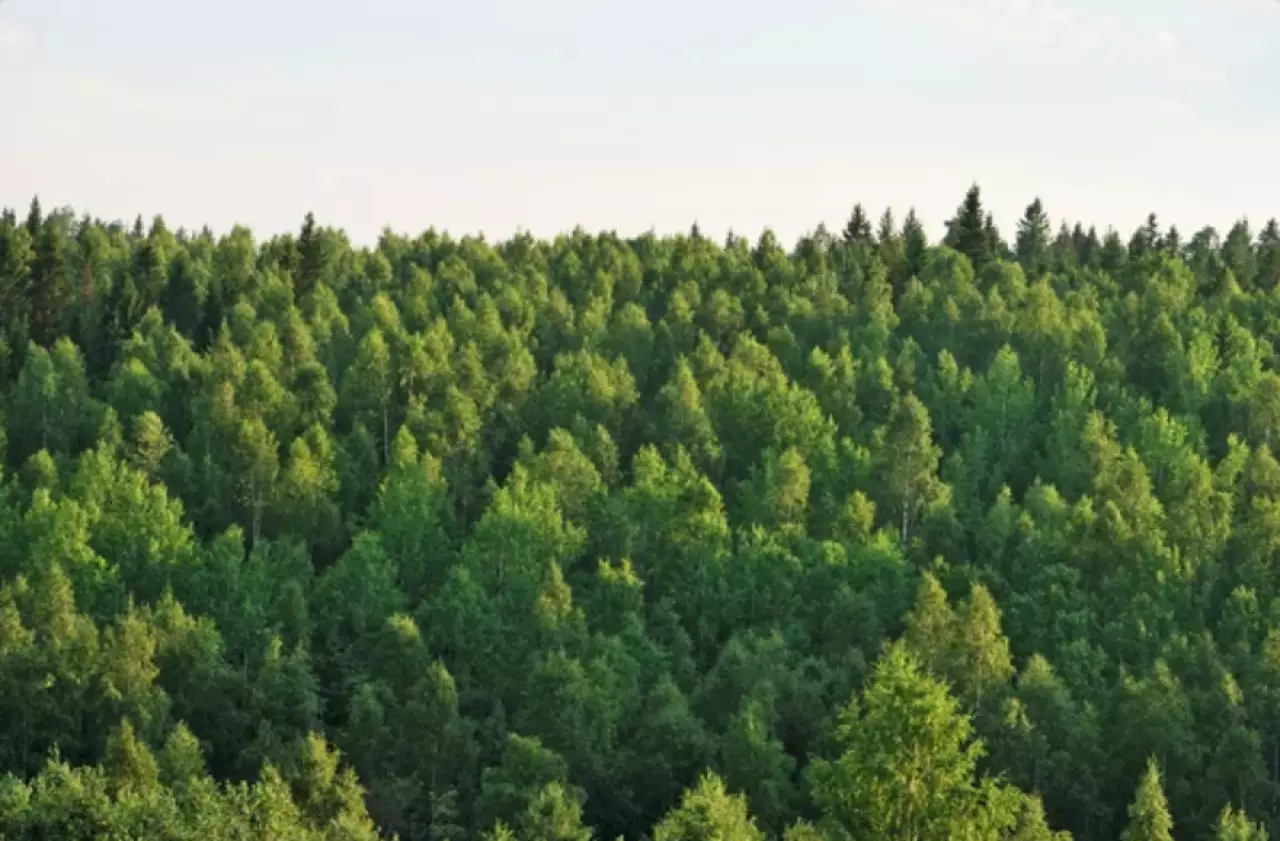 Площадь лесного фонд увеличили в области Жетісу