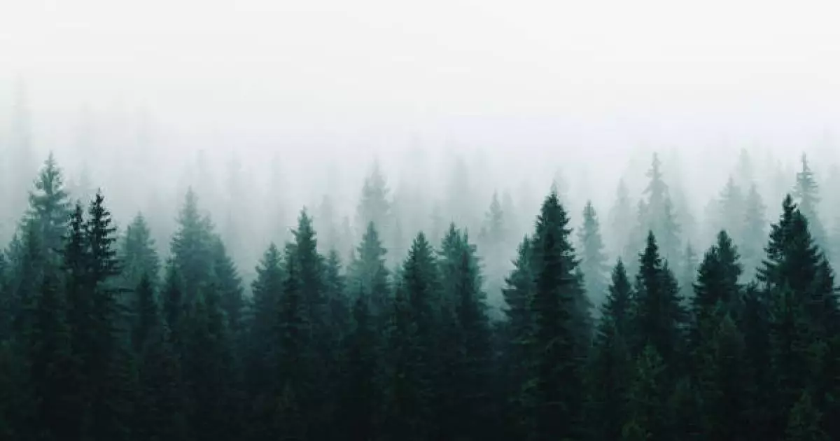  Жетісуда 9 мың гектар жер орман қорына берілді 