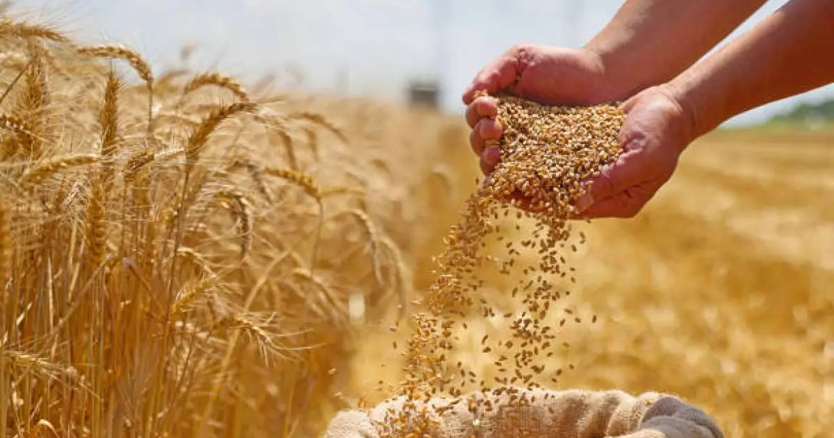  Президент жасанды интеллект көмегімен бидай қорын есепке алатын жүйе құруды тапсырды 