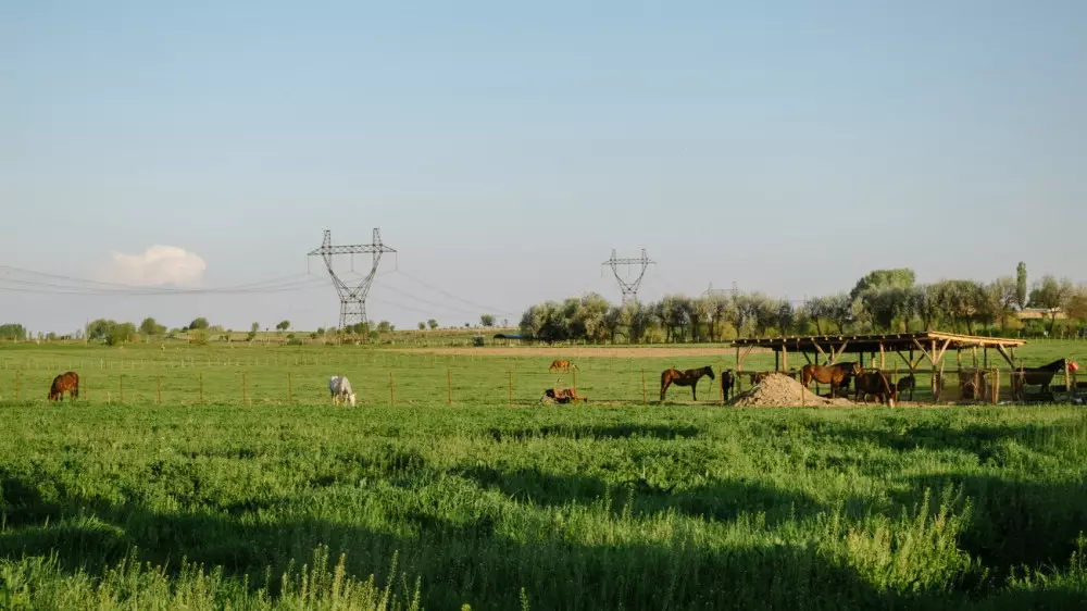 Тоқаев ауыл шаруашылығы саласындағы жұмыс күші туралы: “Жұмыс бар, бірақ онымен шұғылданатын адам аз“