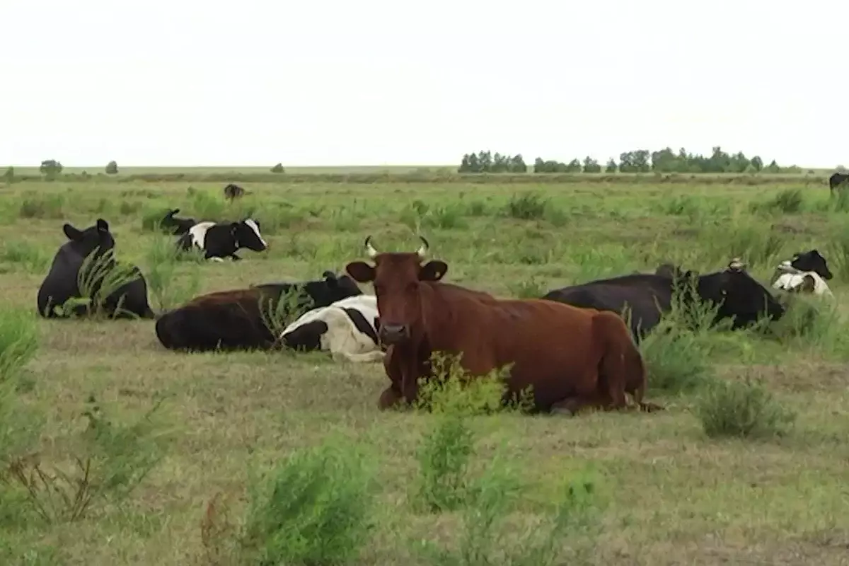 Необходимо в полной мере использовать потенциал животноводства – Президент