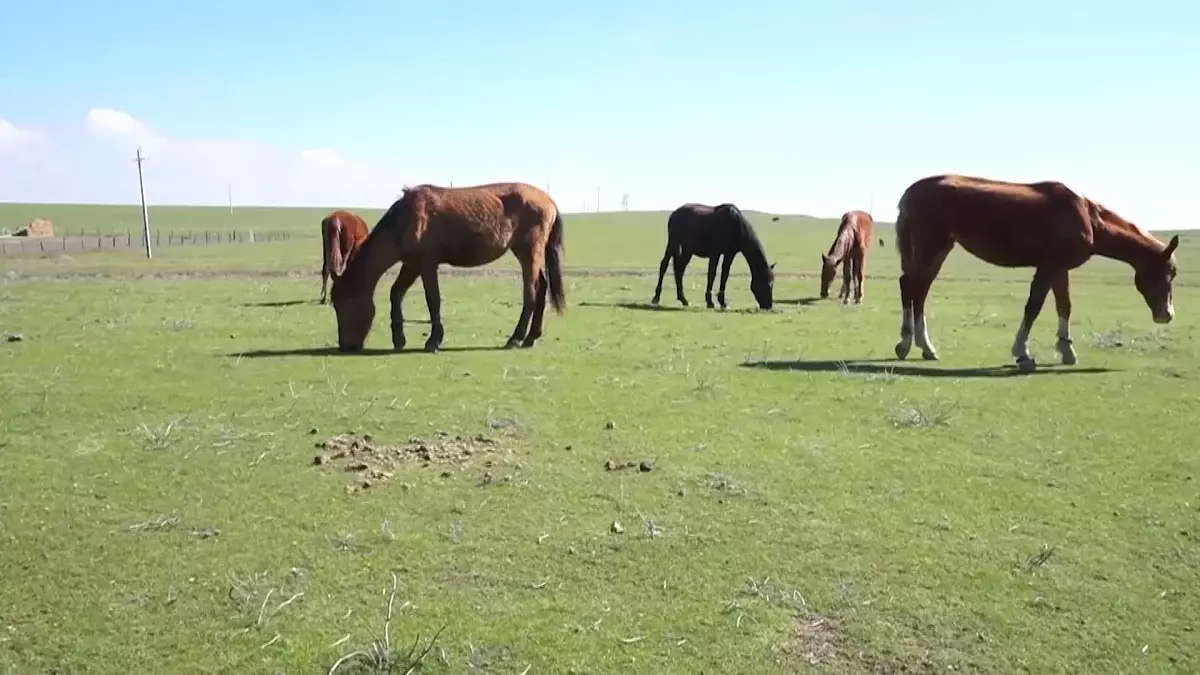 Қайтарылған жерлер тағы да игерілмей, бос қалмауы қажет - Президент