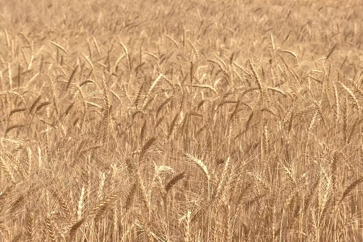 Президент призвал преуспевающих предпринимателей внести вклад в развитие родных сел и регионов