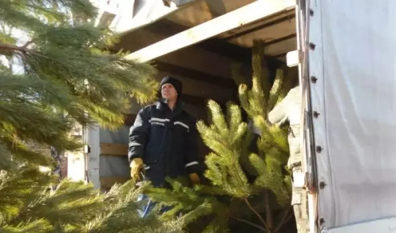 Тысячи российских елок доставили в Казахстан
