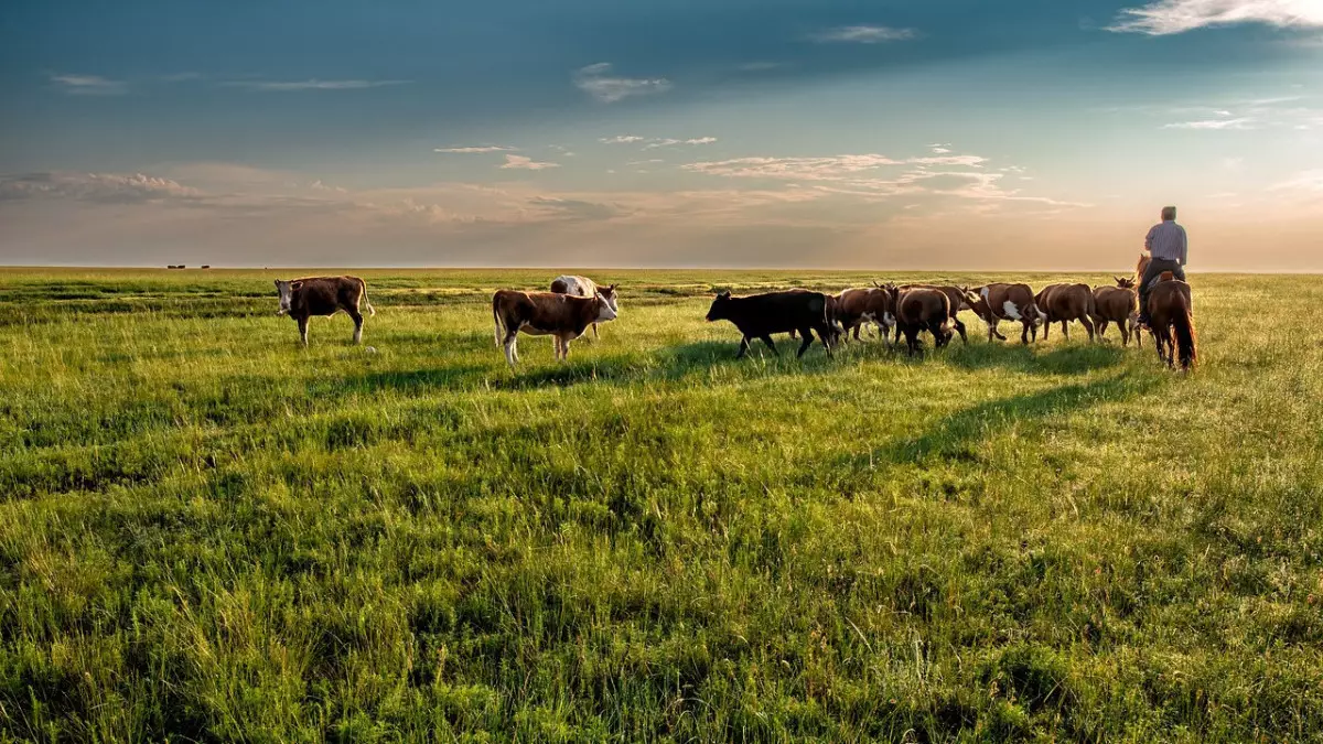 Президент жайылым жерлерді дұрыс игеруді тапсырды