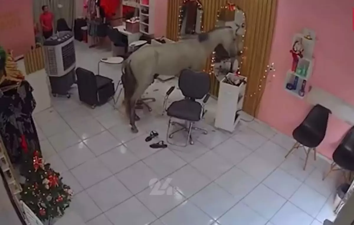 Лошадь зашла в салон красоты и покорила сеть (ВИДЕО)
