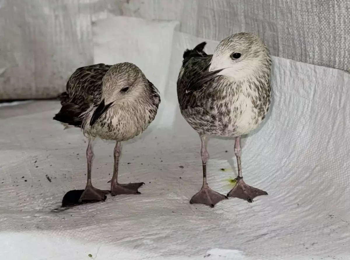 Птенцов чайки спасли и выходили осужденные в Павлодарской области