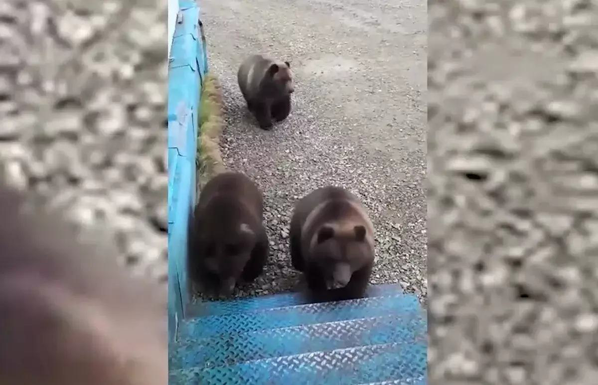 Қоршауды сындырып, бақшаны таптап кетеді: ШҚО-да аюлар ауылдарға жиі келе бастаған