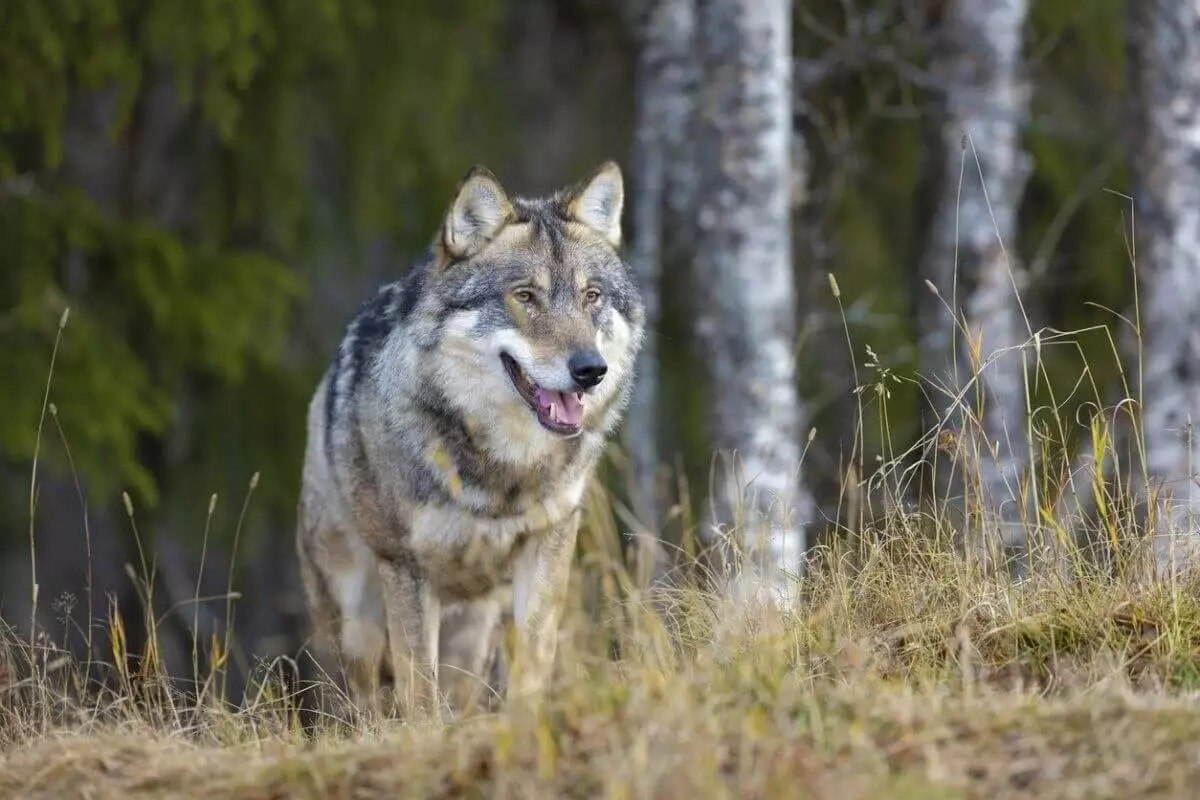Стаю волков засняли на острове близ Мангистау (ВИДЕО)