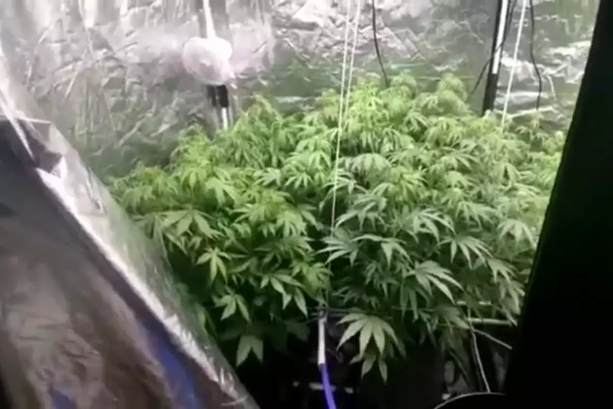 Почти 6 килограммов марихуаны изъяли полицейские у жителя Рудного