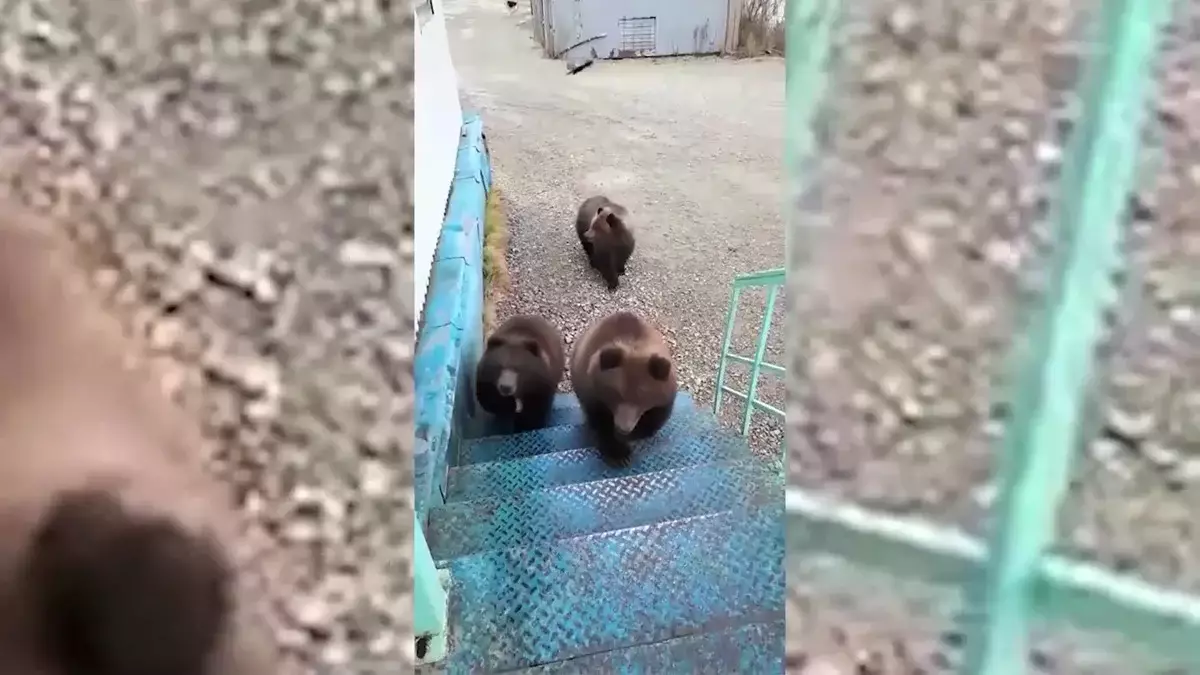 Приходилось эвакуировать людей: Восточный Казахстан атакуют медведи