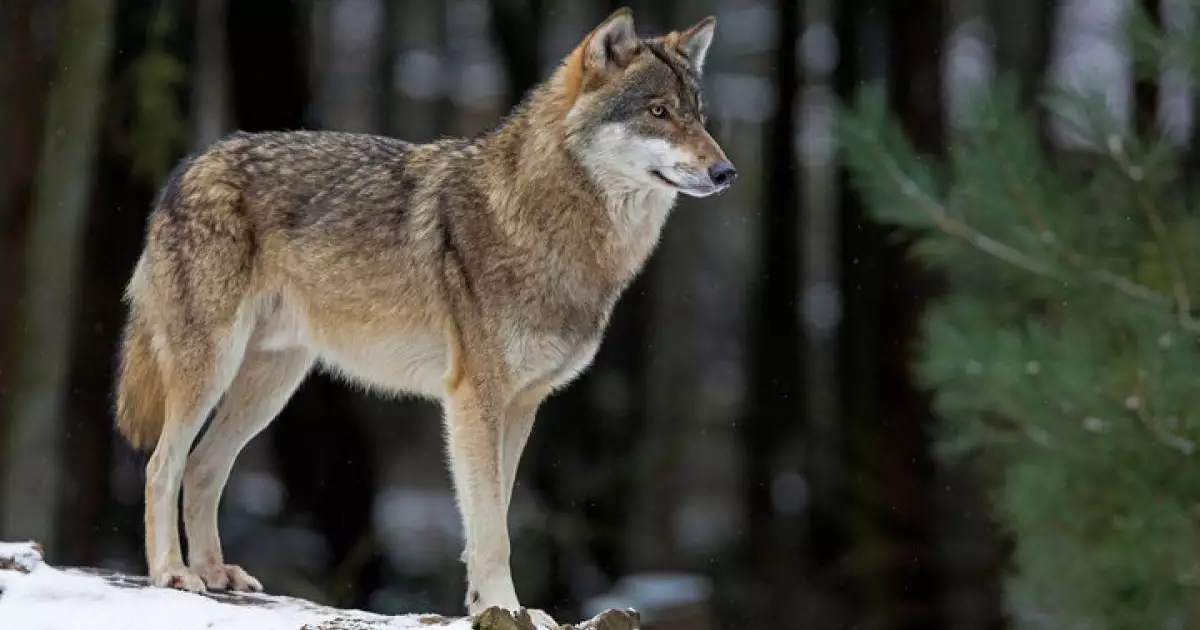  Желіде Маңғыстау маңындағы аралда жүрген қасқырлардың видеосы тарады 