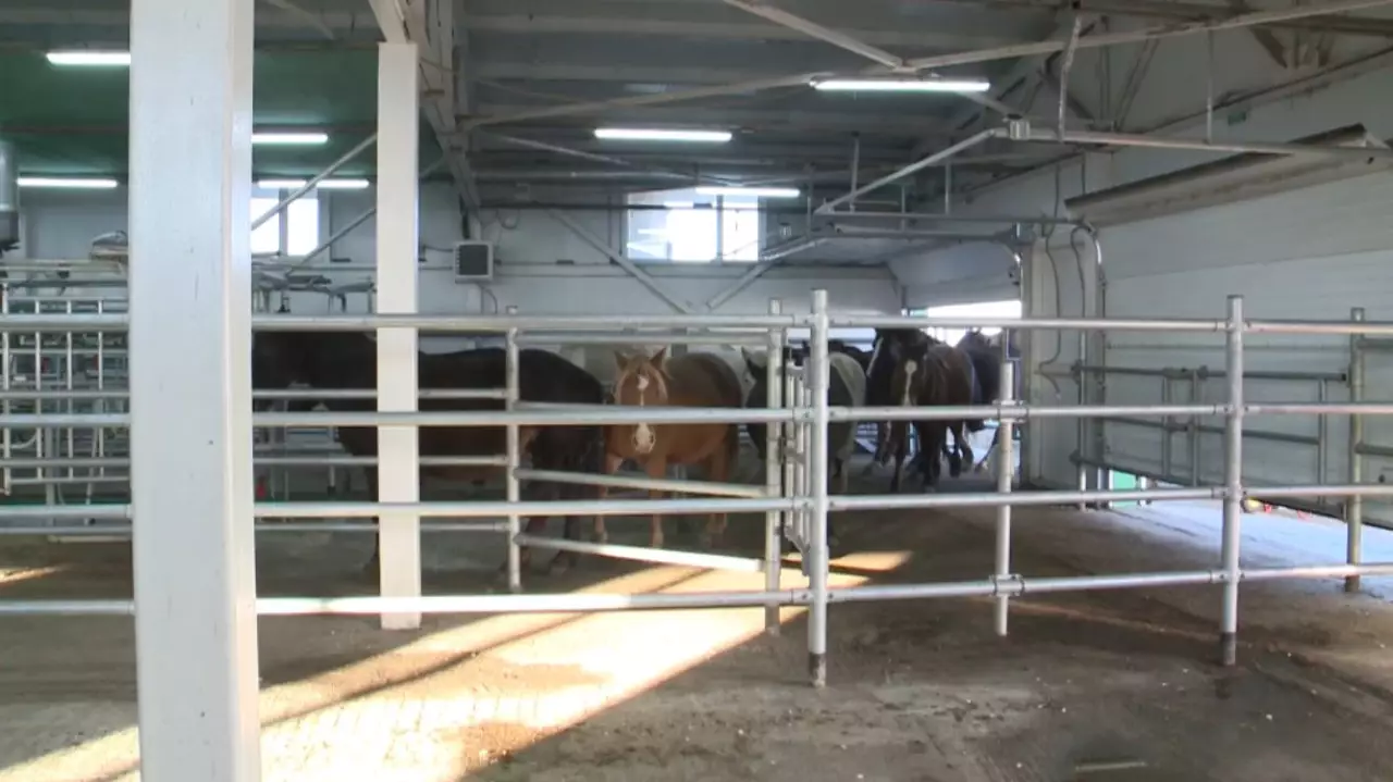 Производство сухого саумала растёт в Костанайской области