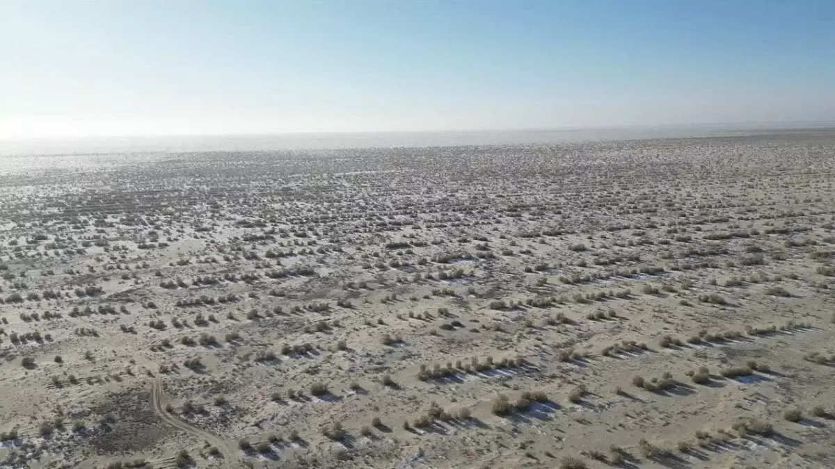 Аралды қалпына келтіру: теңіздің құрғаған табанына сексеуіл егіліп жатыр