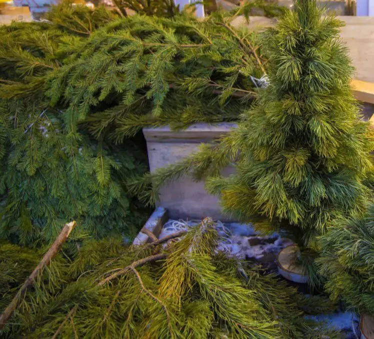 Челябинская область экспортировала в Казахстан почти 16,6 тысячи сосен.