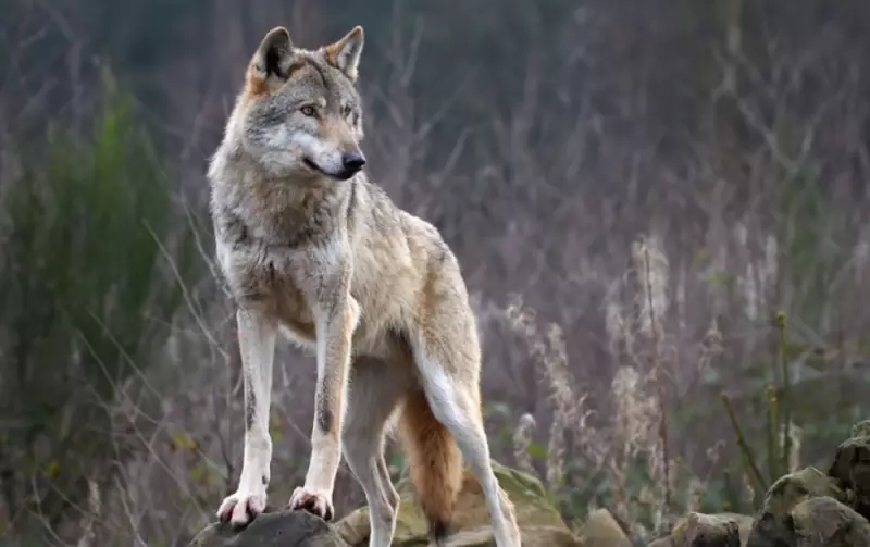 В Мангистау сняли стаю волков на тюленьем острове