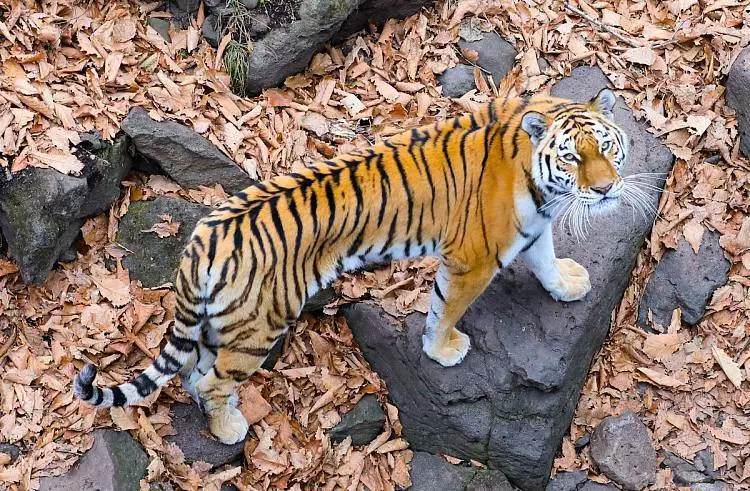 Амурские тигры с Дальнего Востока отправятся в Казахстан.