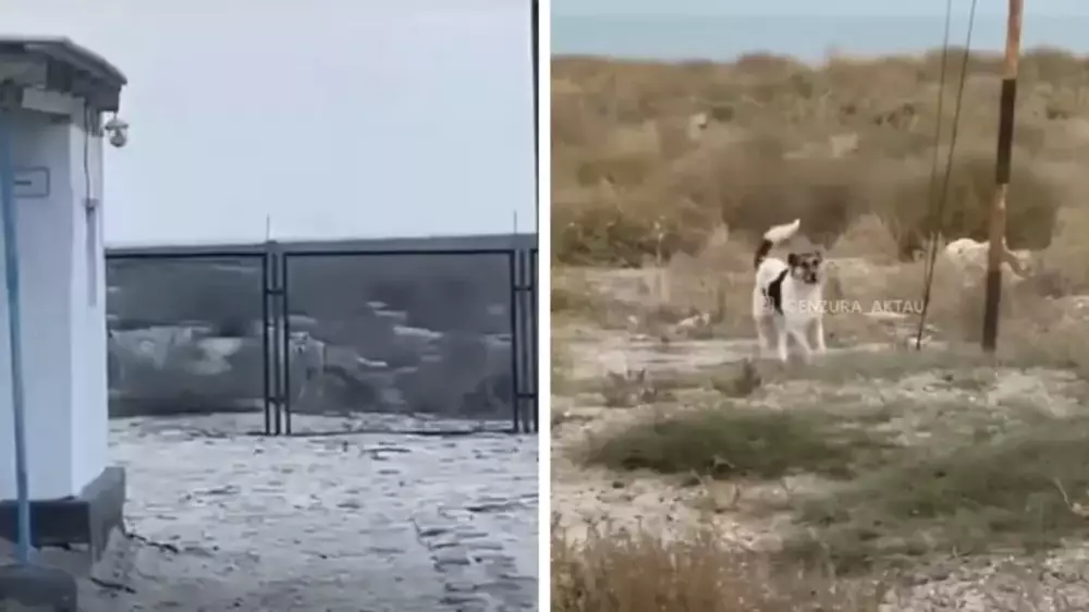 Маңғыстау облысындағы аралда қасқырдың үйірі видеоға түсіп қалды