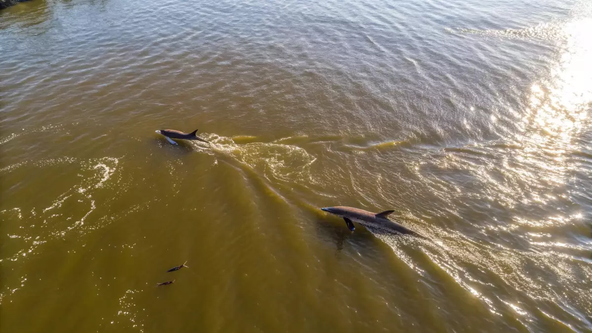 Жара в Амазонии нагрела озёра до 41°C: учёные объяснили массовую гибель дельфинов