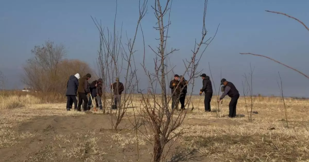  «Таза Қазақстан»: Жаркентте 7 000 көшет отырғызылды 