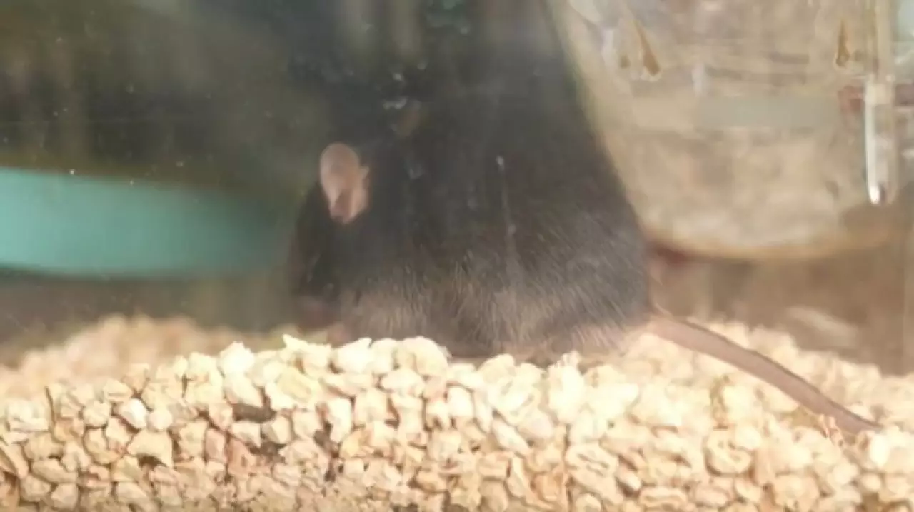 Мыши благополучно вернулись на Землю