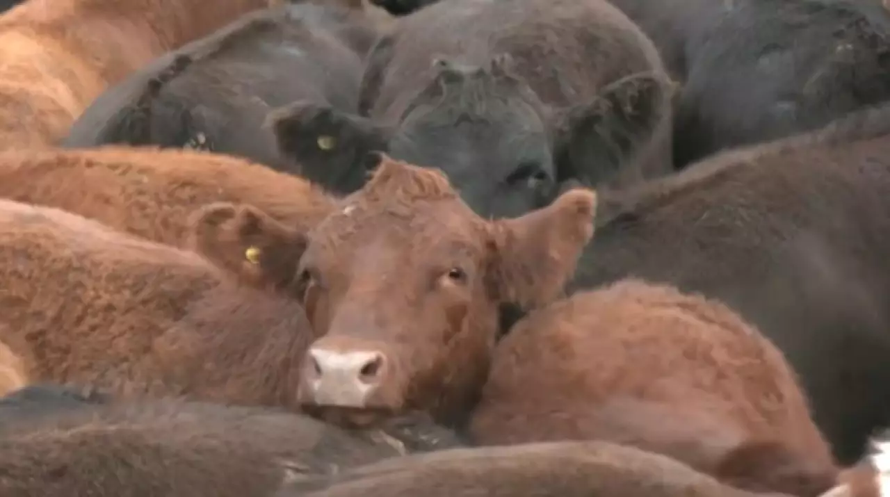 Трамп снизил тарифы на продукты питания