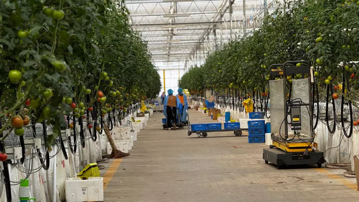 Бүгін – ауыл шаруашылығы жұмыскерлері күні