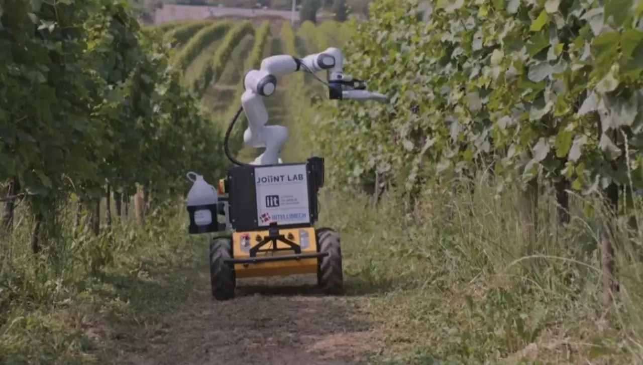 Италияда роботтар жүзім өсіреді