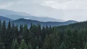 Әлемдегі орман қоры қанша? 