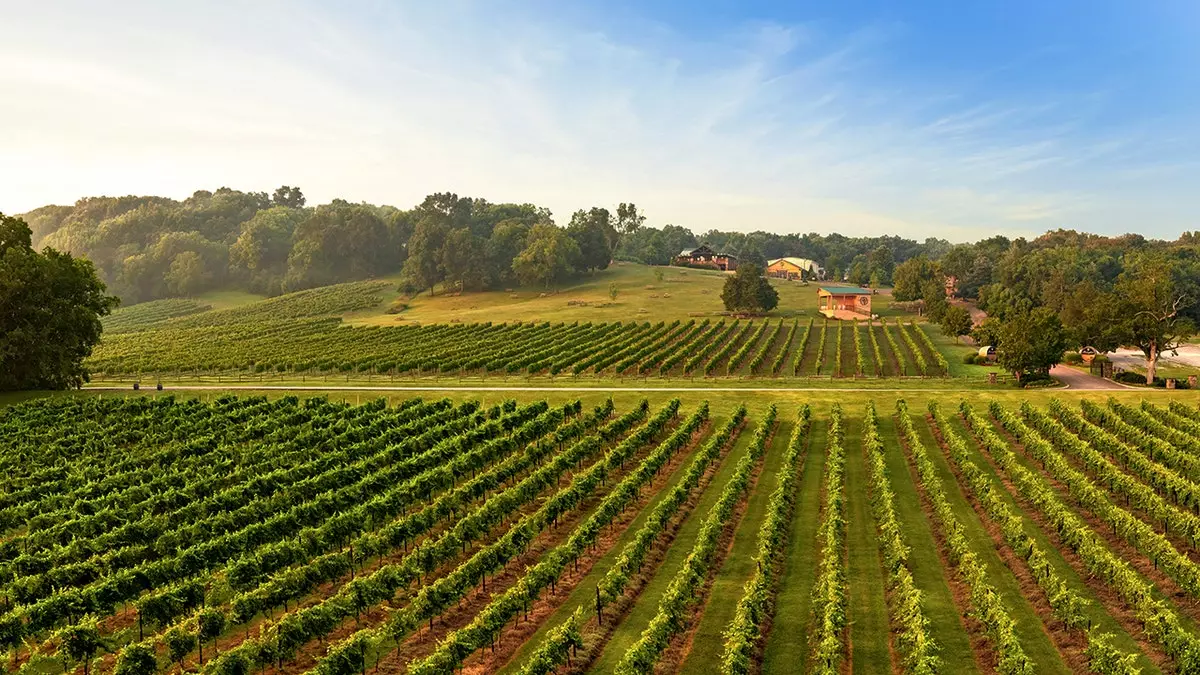Скрытый «винный край» Нэшвилла дает вкус Теннесси из-под бочек для виски.