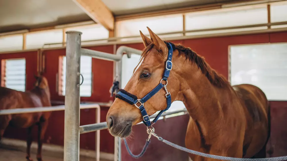 Странная история с ипподромом в Астане. Как лошадей и авто продали за 200 тысяч тенге и что было потом