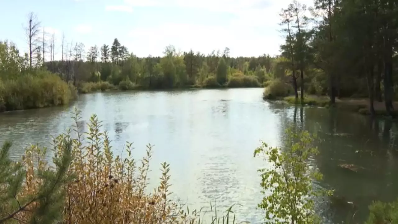 Восстановление лесов: как помочь?