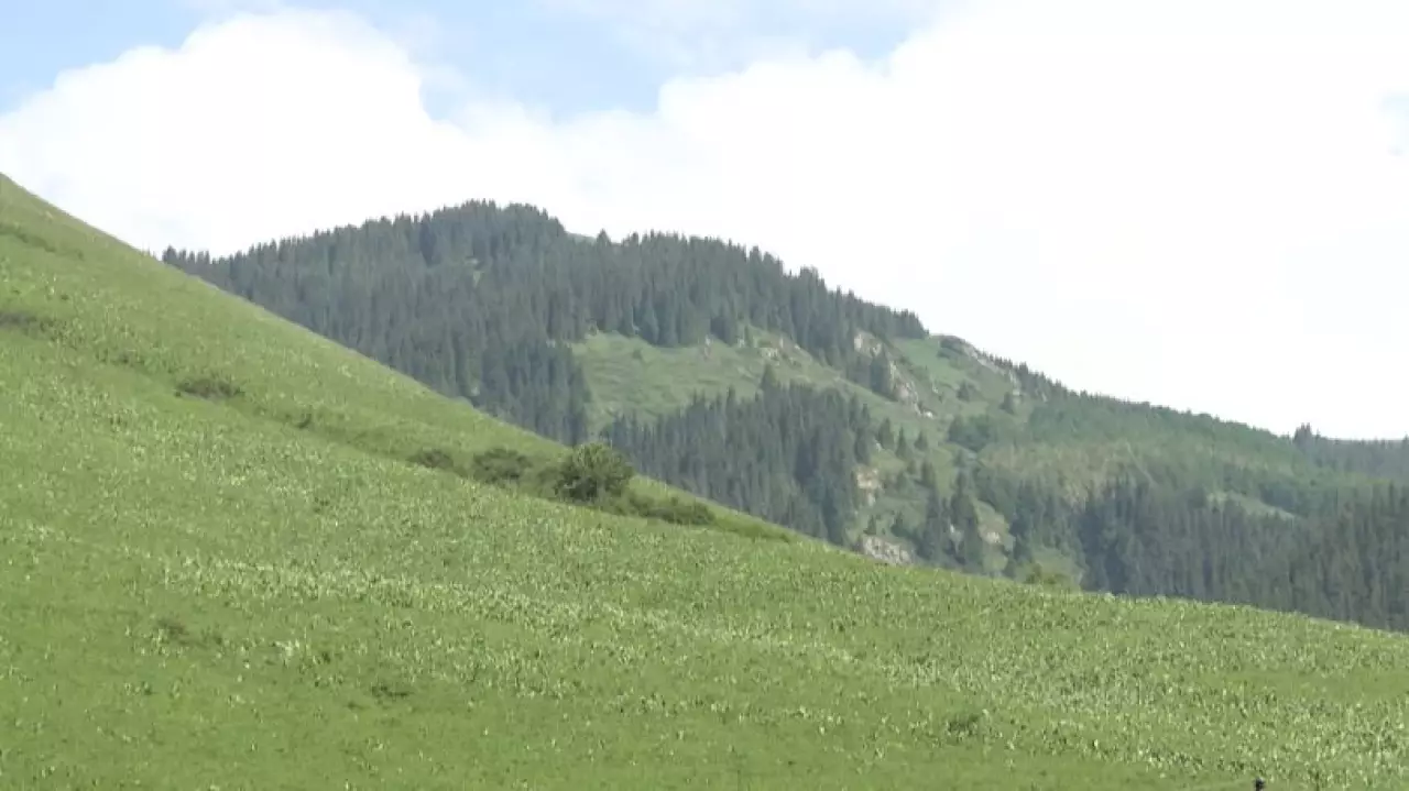 Как в Казахстане восстанавливают леса