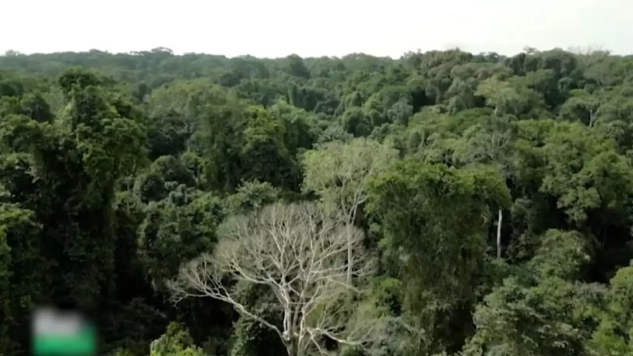 Вырубка лесов в мире замедляется