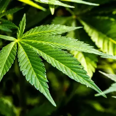 Казахстан легализует коноплю: вырастет ли спрос на наркотики?