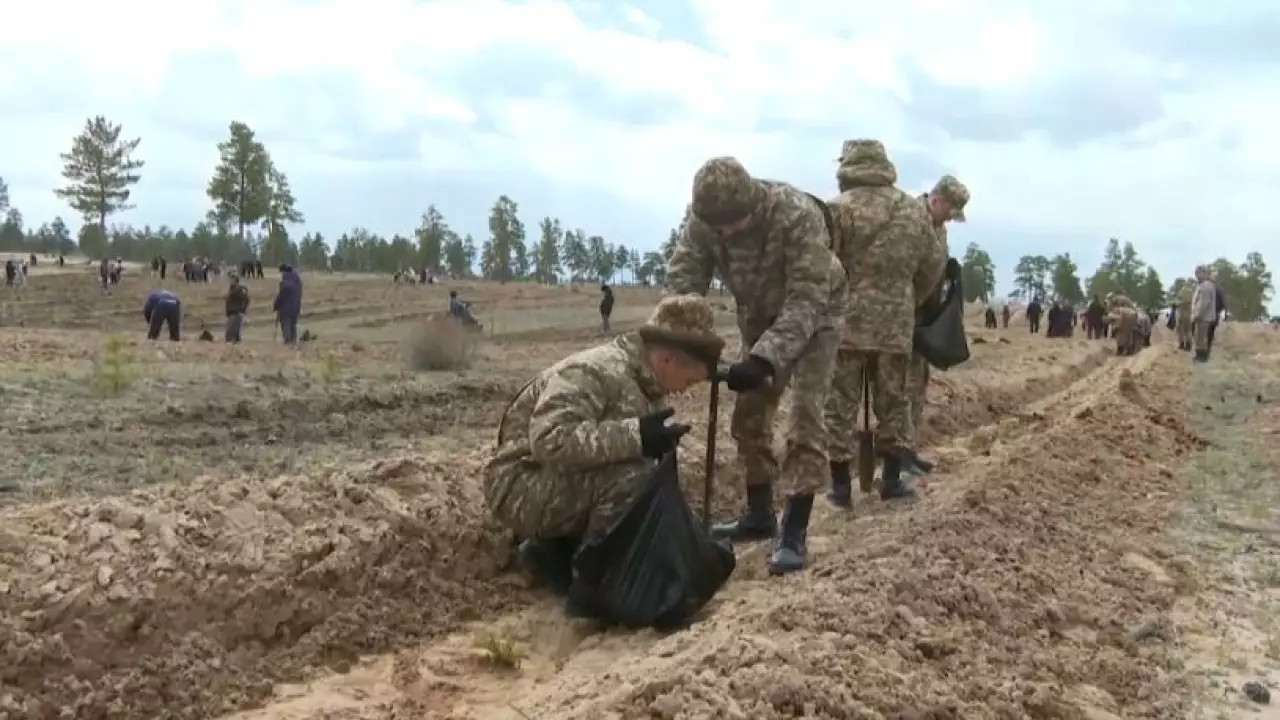 21 млн саженцев высадили в области Абай