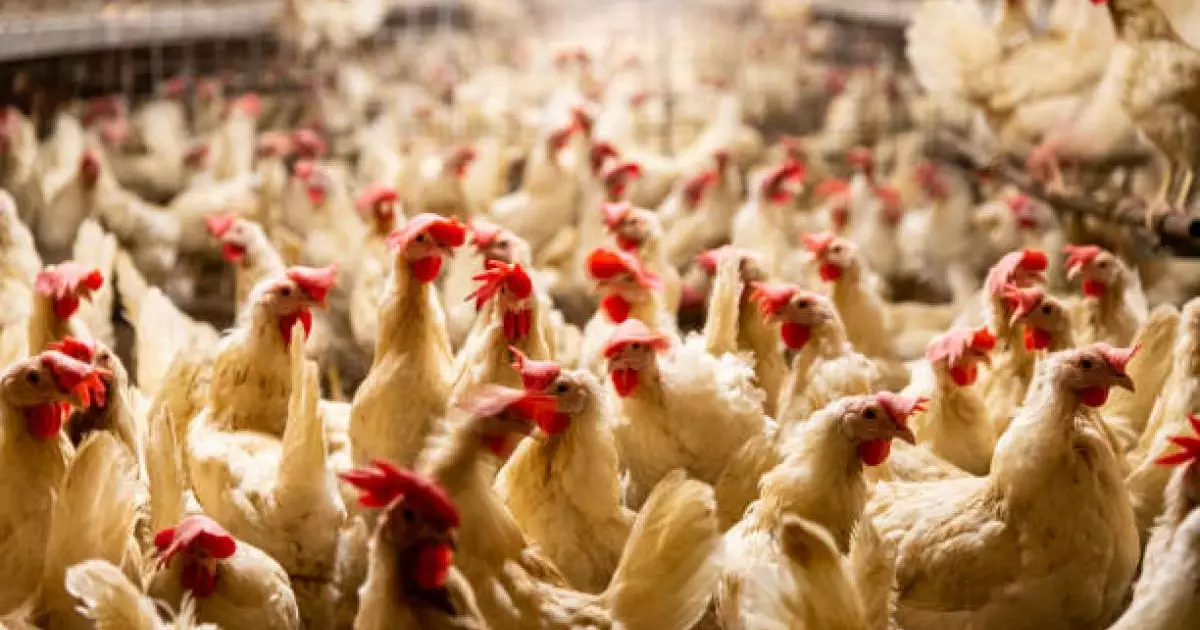  Қазақстанға Ресейден 20 тонна құс еті заңсыз өткізілмек болған 