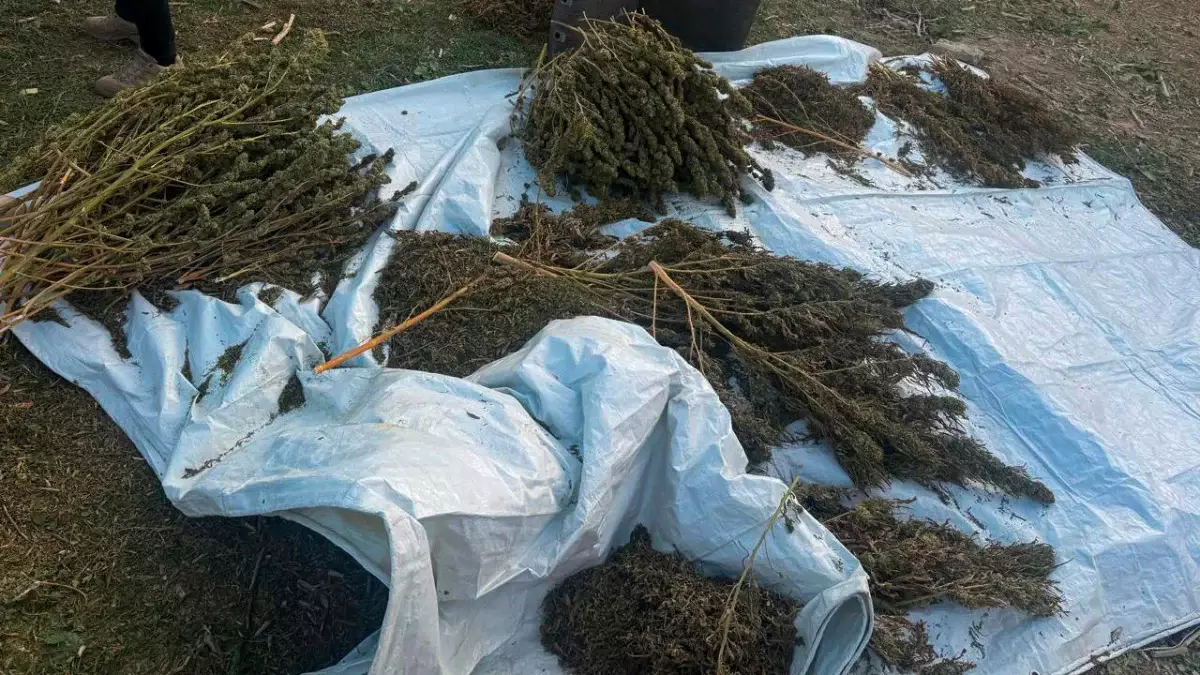 КНБ ликвидировал 3 международных и 3 региональных канала поставок наркотиков