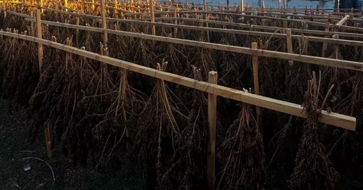  ҰҚК 15 адамды тұтқындап, 622 келі есірткі тәркіледі 