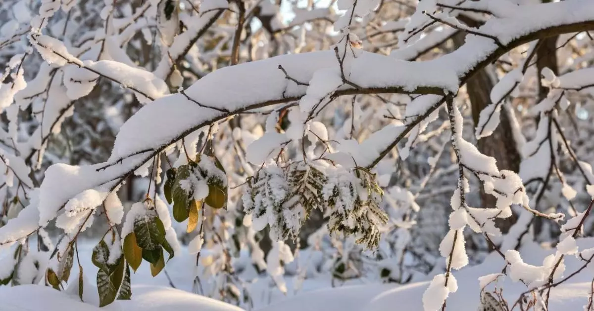  Қазақстанда қыс қандай болатыны айтылды 