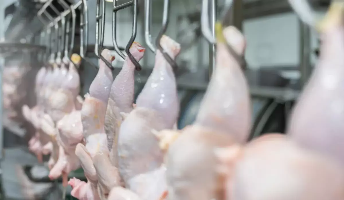 20 тонн мяса птицы из России не пустили в Казахстан: груз вернули на границе